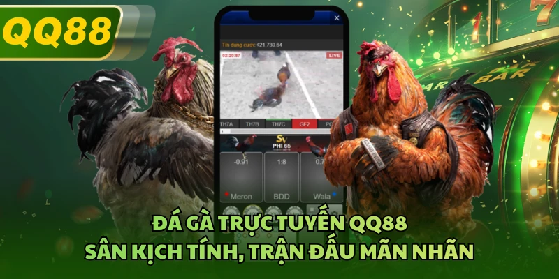 Đá Gà Trực Tuyến QQ88 - Sân Kịch Tính, Trận Đấu Mãn Nhãn