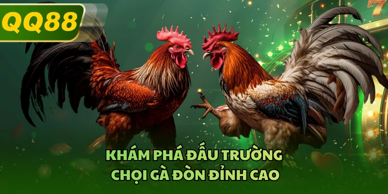 Khám phá đấu trường chọi gà đòn đỉnh cao 