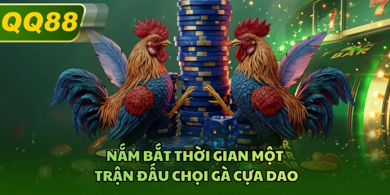 Nắm bắt thời gian một trận đấu chọi gà cựa dao