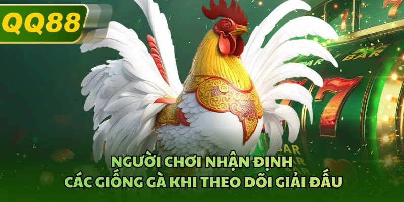 Người chơi nhận định các giống gà khi theo dõi giải đấu